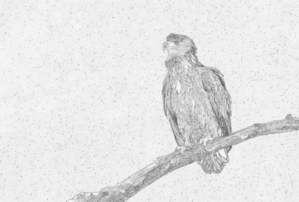 독수리 Haliaeetus Albicilla 스케치 — 스톡 사진