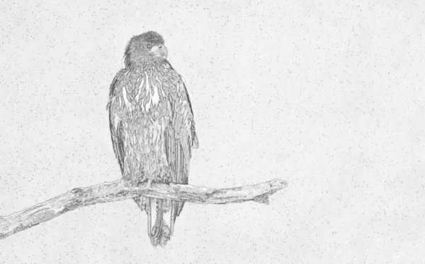 독수리 Haliaeetus Albicilla 스케치 — 스톡 사진