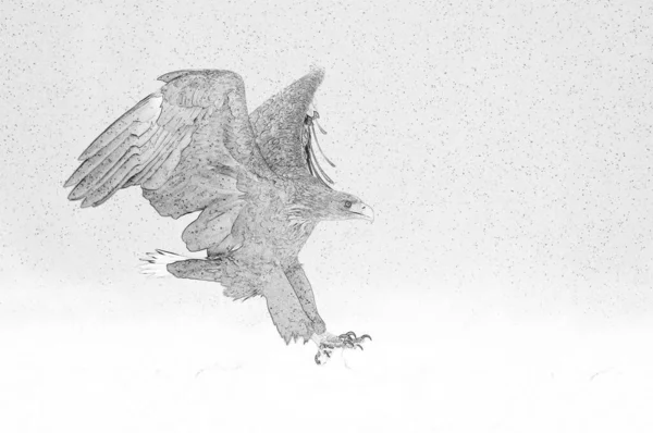 Beyaz Kuyruklu Kartal Haliaeetus Albicilla Çizimi — Stok fotoğraf