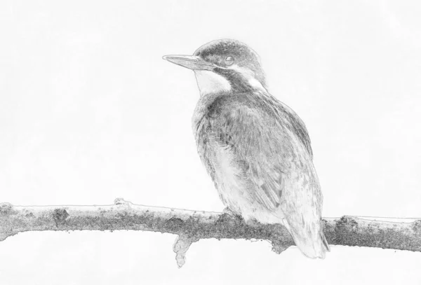 Kingfisher Alcedo Atthis 스케치 — 스톡 사진