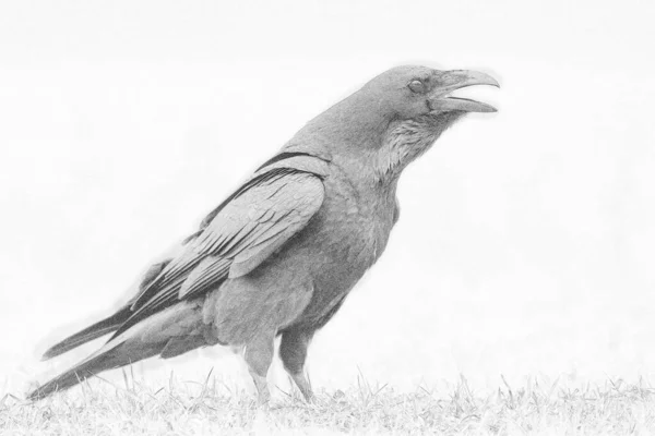 Ескіз Ворона Corvus Corax — стокове фото
