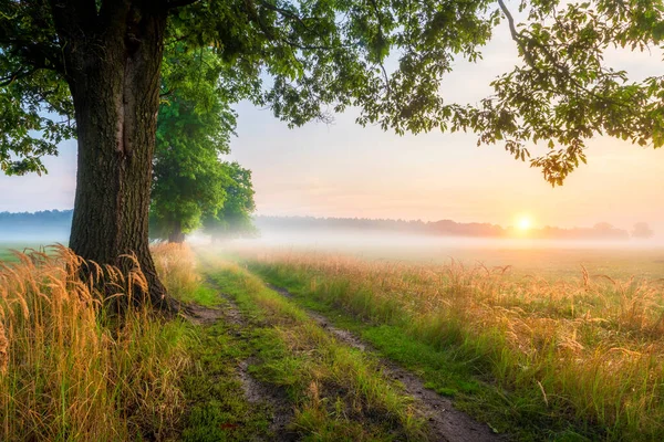 美丽的雾蒙蒙的早晨 在老橡树林荫道 — 图库照片