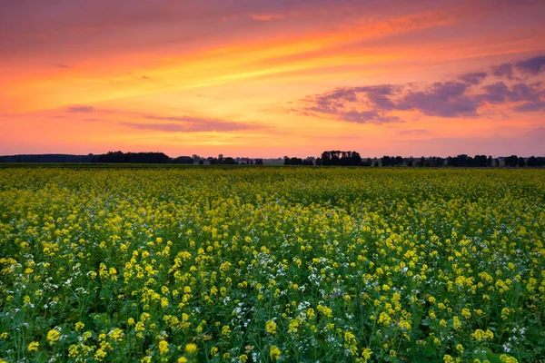 Prachtige Zonsondergang Boven Zonnebloemveld — Stockfoto