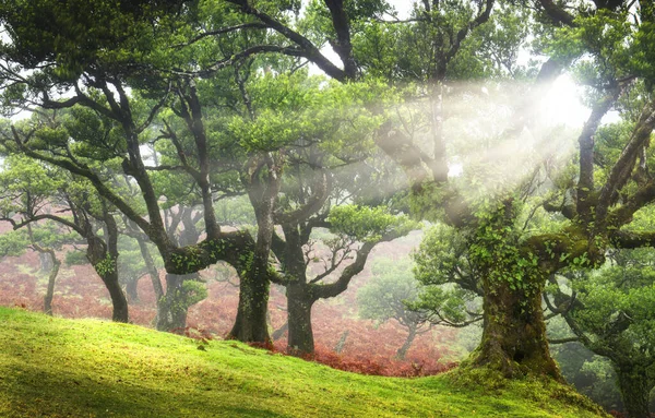 Bela Manhã Ensolarada Floresta Mágica — Fotografia de Stock