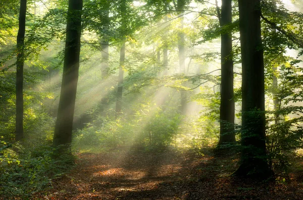 Bela Manhã Ensolarada Floresta — Fotografia de Stock