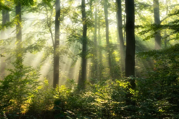 Vacker Solig Morgon Skogen — Stockfoto