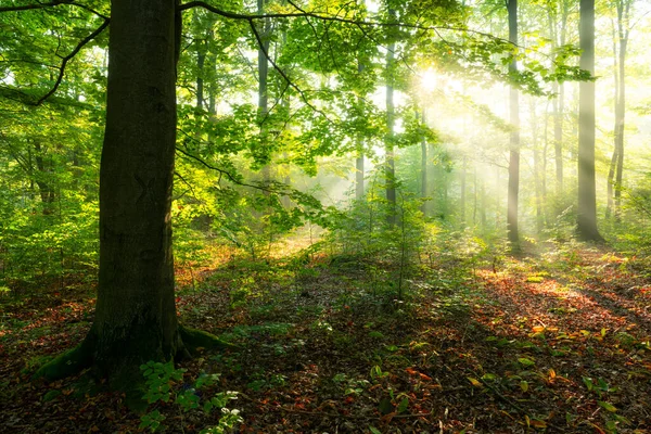 Piękny Słoneczny Poranek Magicznym Lesie — Zdjęcie stockowe