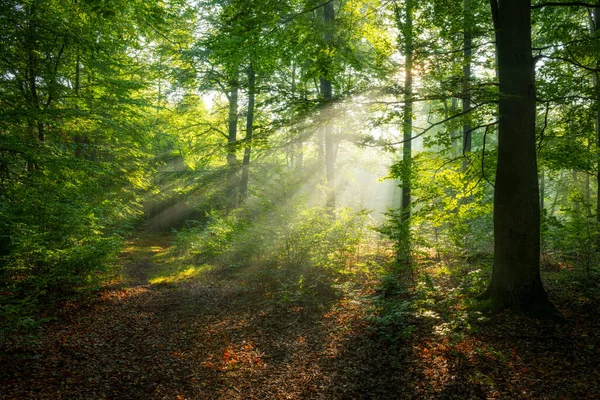 魔法森林里阳光灿烂的早晨 — 图库照片
