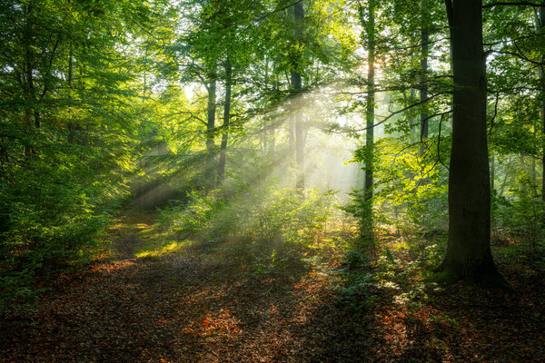 Прекрасное солнечное утро в волшебном лесу