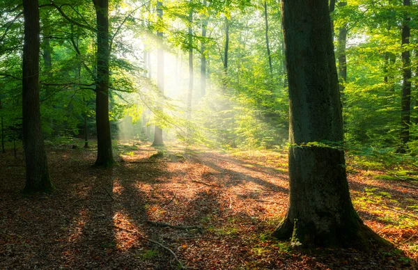 Vacker Solig Morgon Magisk Skog — Stockfoto