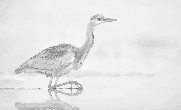 Grå Häger Ardea Cinerea Skiss — Stockfoto