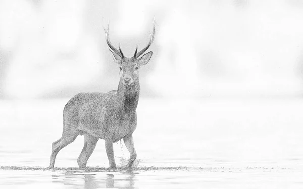 Deer Buck Cervus Elaphus Sketch — Stock Photo, Image