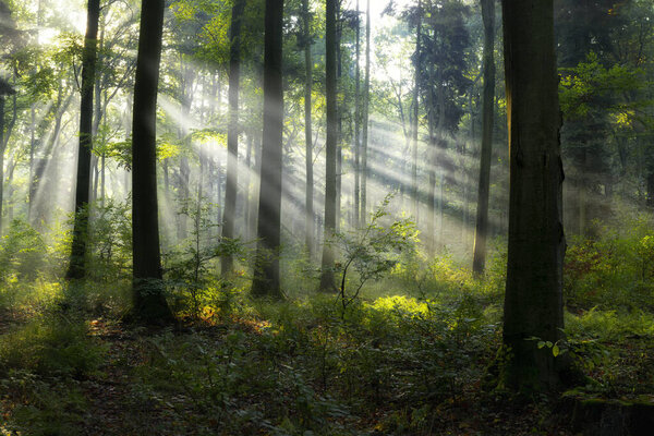 Прекрасное солнечное утро в волшебном лесу