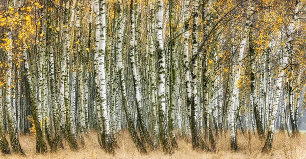 Misty Morning Autumn Birch Forest — Stock Photo, Image