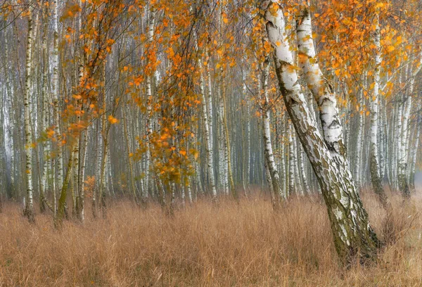 Mglisty Poranek Jesiennym Lesie Brzozowym — Zdjęcie stockowe