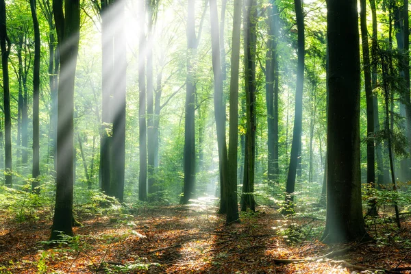 Прекрасний Сонячний Ранок Чарівному Лісі — стокове фото