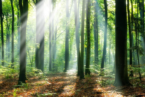 Belle Matinée Ensoleillée Dans Forêt Magique — Photo