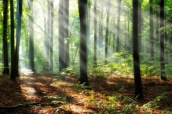 Vacker Solig Morgon Magisk Skog — Stockfoto