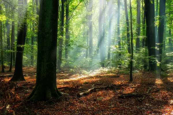 Belle Matinée Ensoleillée Dans Forêt Magique — Photo