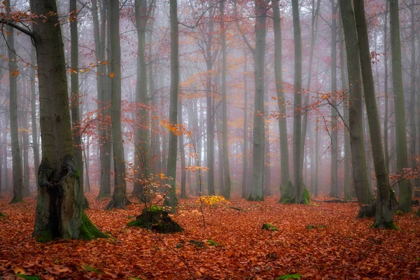秋天白桦林的雾蒙蒙的早晨 — 图库照片