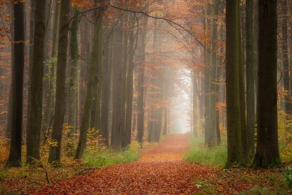 Droga Leśna Pomiędzy Jesiennymi Drzewami Mglisty Poranek — Zdjęcie stockowe