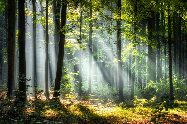 Smuk Solrig Morgen Magisk Skov - Stock-foto