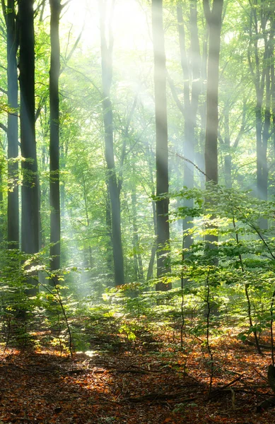 Bella Mattina Sole Nella Foresta Magica — Foto Stock