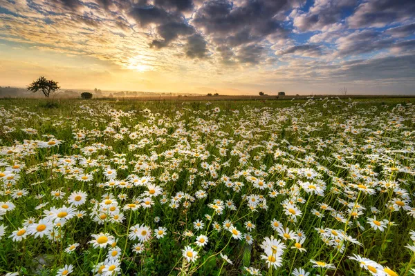 Mooie Zomer Zonsopgang Boven Madeliefje Veld — Stockfoto