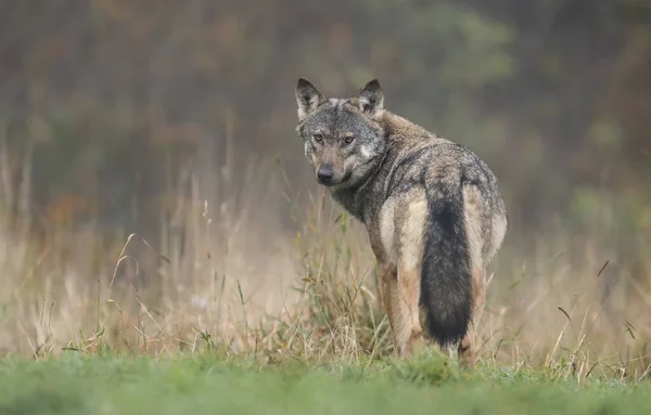 Lobo Gris Paisaje Natural Canis Lupus — Foto de Stock