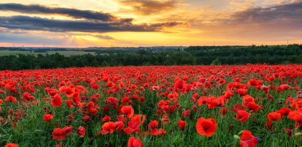 Schönes Mohnfeld Bei Sonnenuntergang — Stockfoto