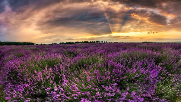 Vacker Lavendel Fält Solnedgång Landskap — Stockfoto