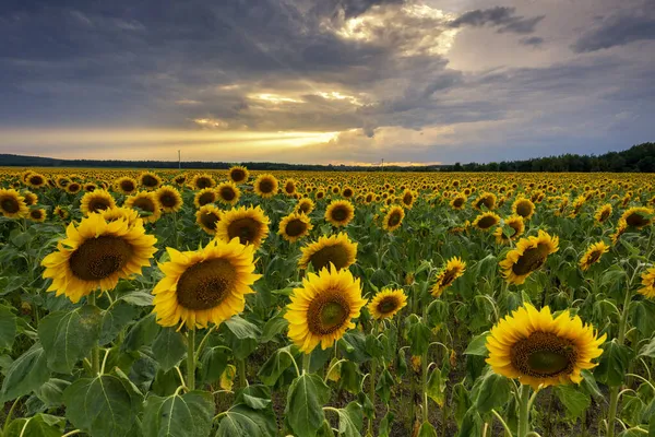 Schöner Sonnenuntergang Über Sonnenblumenfeld — Stockfoto