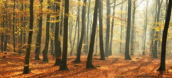Krásné Podzimní Ráno Lese — Stock fotografie
