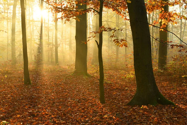 Hermosa Mañana Otoño Bosque — Foto de Stock