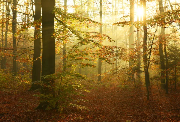 Vacker Höstmorgon Skogen — Stockfoto