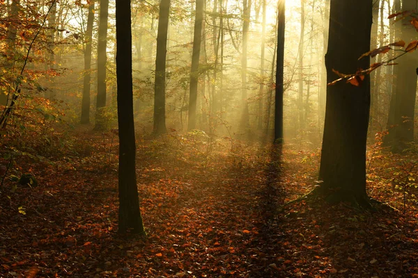 Hermosa Mañana Otoño Bosque — Foto de Stock