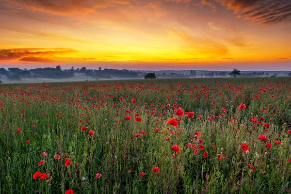 Schöner Sonnenaufgang Über Dem Roten Mohnfeld — Stockfoto