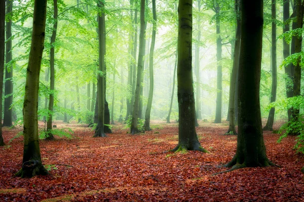 Прекрасное Туманное Утро Зеленом Лесу — стоковое фото