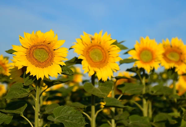 Schöner Sommertag Über Sonnenblumenfeld — Stockfoto