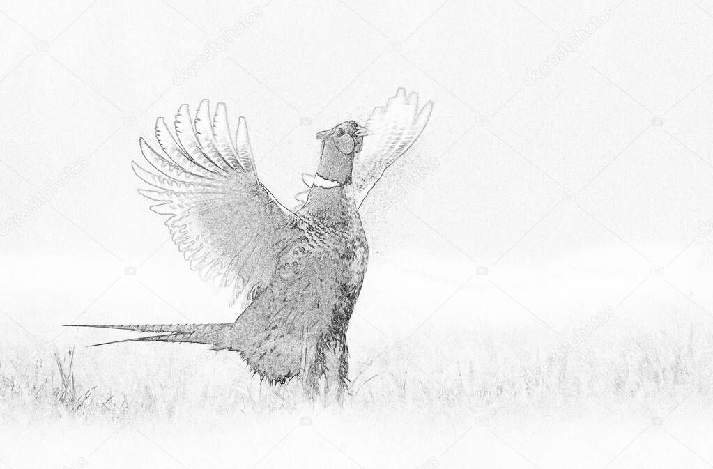 Ringneck Pheasant (Phasianus colchicus) - sketch