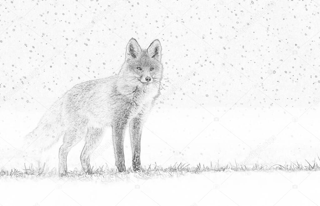 Fox (Vulpes vulpes) sketch image