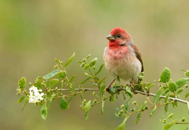 Genel gül ağacı (carpodacus erythrinus) erkek