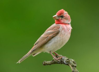 Genel gül ağacı (carpodacus erythrinus) erkek