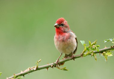 Genel gül ağacı (carpodacus erythrinus) erkek