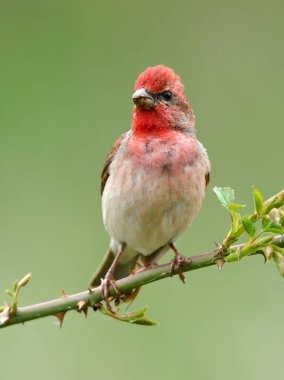 Genel gül ağacı (carpodacus erythrinus) erkek
