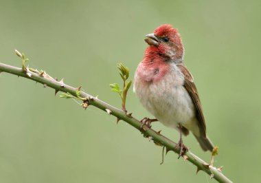 Genel gül ağacı (carpodacus erythrinus) erkek