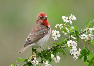 Genel gül ağacı (carpodacus erythrinus) erkek