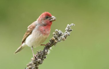 Genel gül ağacı (carpodacus erythrinus) erkek