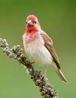 Genel gül ağacı (carpodacus erythrinus) erkek