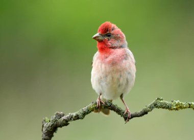 Genel gül ağacı (carpodacus erythrinus) erkek